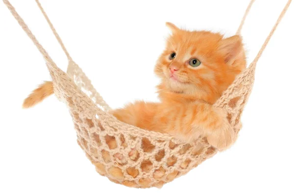 Ładny rudy kotek kłamliwy w hamaku. — Zdjęcie stockowe