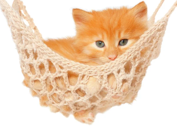 Cute red haired kitten in hammock — Stock Photo, Image