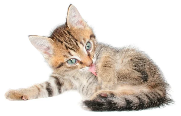 Kitten — Stock Photo, Image