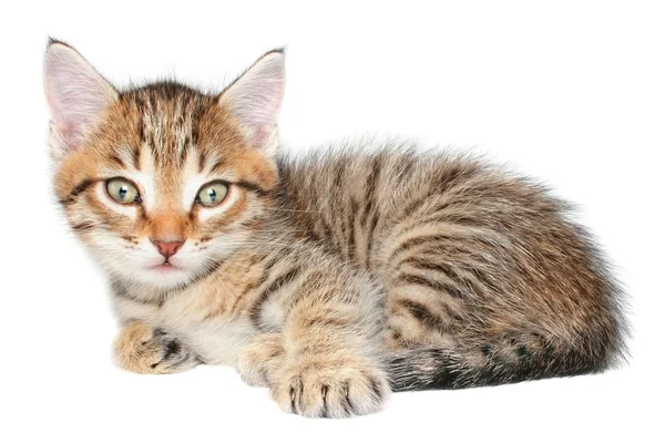 Kitten — Stock Photo, Image