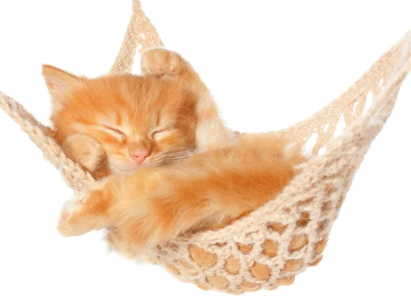 Leuk rode haired katje in hangmat slapen — Stockfoto