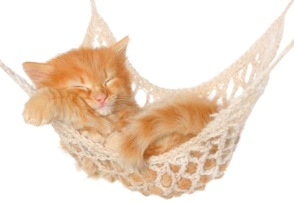 Gatinho de cabelos vermelhos bonito dormindo na rede — Fotografia de Stock