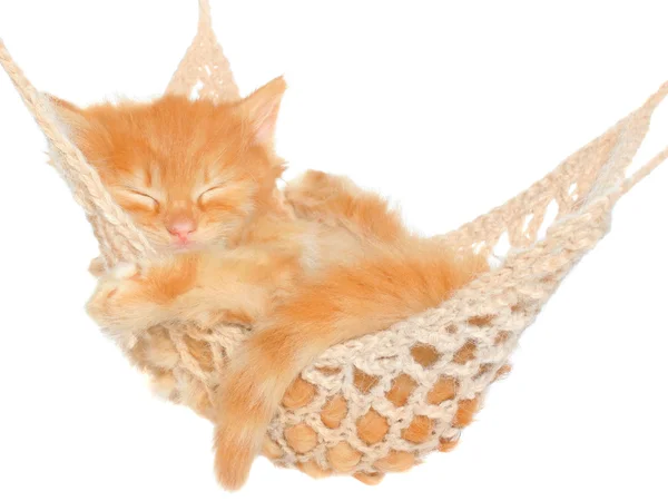 Cute red haired kitten sleeping in hammock — Stock Photo, Image