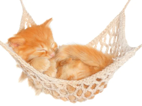 Cute red haired kitten sleeping in hammock — Stock Photo, Image