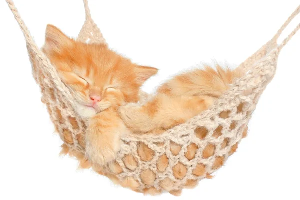 Słodkie czerwone włosy kociak śpi w hamaku — Zdjęcie stockowe