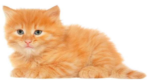 Pomarańczowy kotek kładzie się na boku, na białym tle — Zdjęcie stockowe