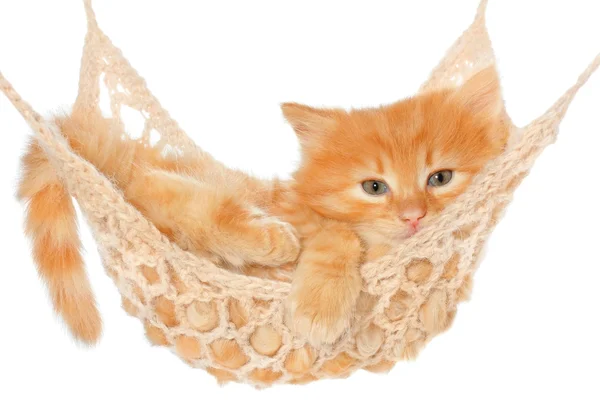 Cute red haired kitten in hammock — Stock Photo, Image