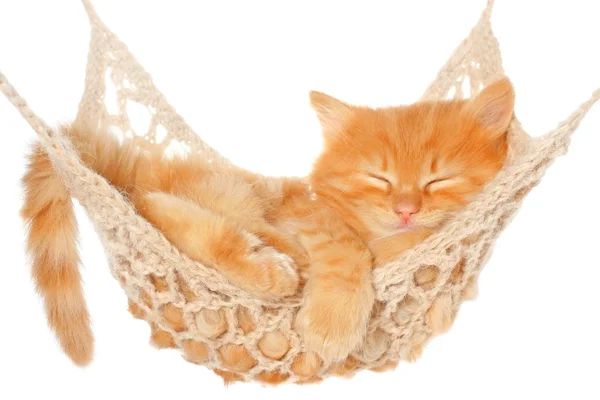 Cute red haired kitten sleeping in hammock — Stock Photo, Image