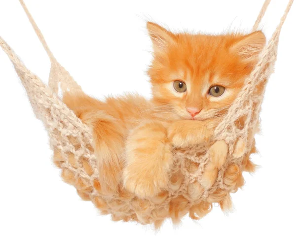 Ładny rudy kociak w hamaku — Zdjęcie stockowe