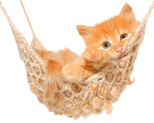 Roztomilé červené vlasy kotě v houpací síti — Stock fotografie