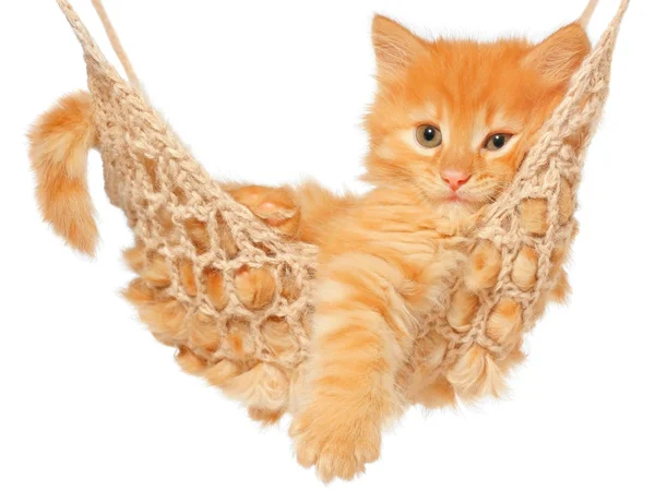 Cute red haired kitten in hammock — Stock Photo, Image