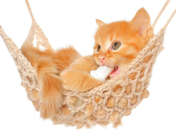 Cute red-haired kitten in hammock — Φωτογραφία Αρχείου