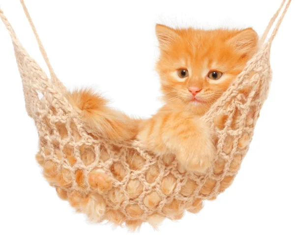 Cute red haired kitten sleeping in hammock — Stock Photo, Image