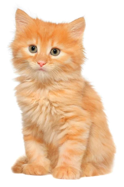 Gatito naranja sentado aislado — Foto de Stock