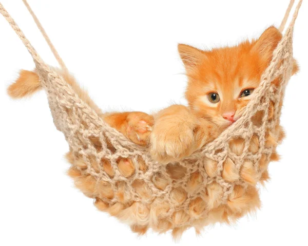 Cute red haired kitten in hammock — Stock Photo, Image