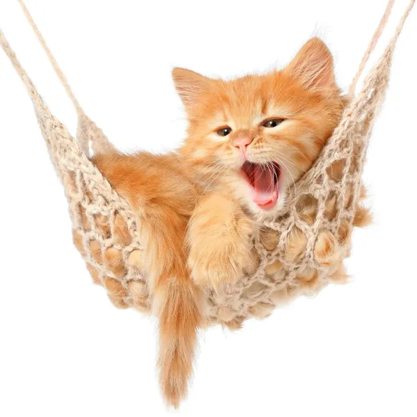在吊床上可爱的红发猫 — 图库照片