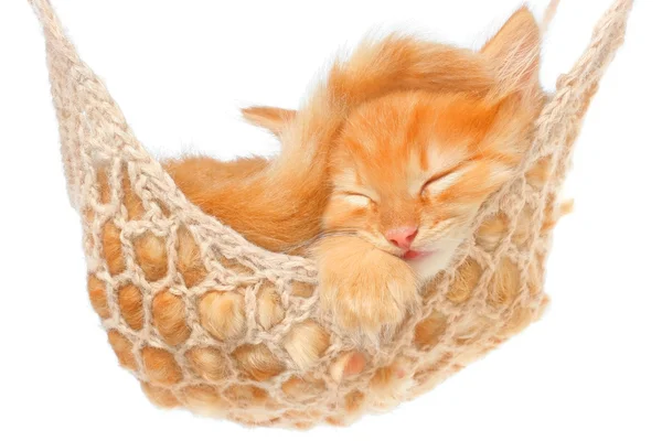Leuk rode haired katje in hangmat slapen — Stockfoto