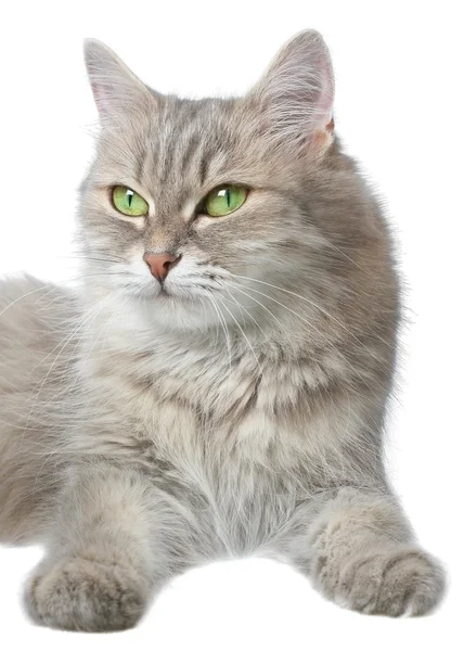 一只毛茸茸的猫肖像特写 — 图库照片