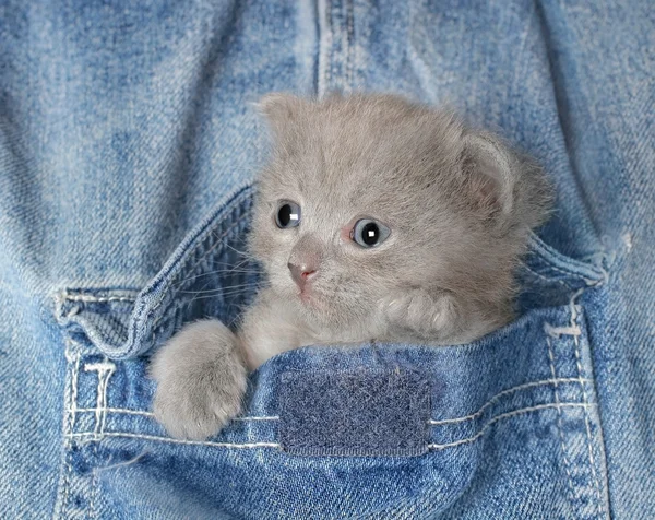 Small gray kitten in Jeans pocket — Stock Photo, Image