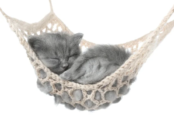 Gatinho cinza bonito dormindo na rede — Fotografia de Stock