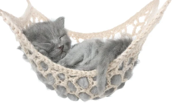 Cute gray kitten sleeping in hammock — Stock Photo, Image