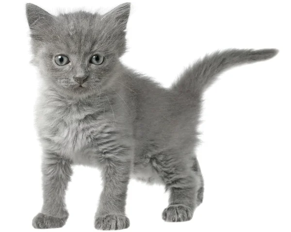 Ożywiony mały kotek na białym tle — Zdjęcie stockowe