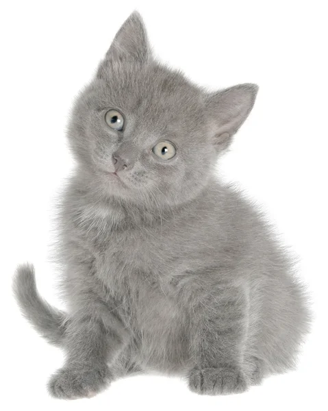 Gatito pequeño de pelo corto gris sentado — 스톡 사진