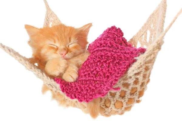 Hamakta uyumak tatlı kırmızı saçlı yavru kedi - Stok İmaj