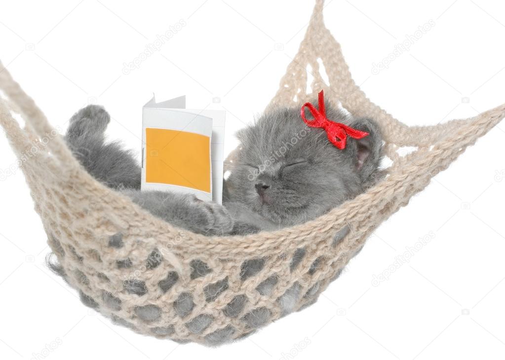 Cute gray kitten sleep in hammock with open book.