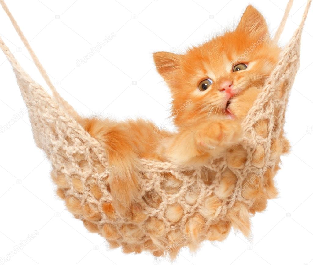 Cute red-haired kitten sucks his paw in hammock