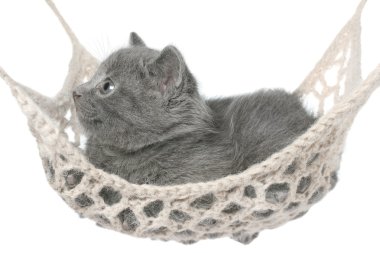 hamakta yatan şirin gri kedicik.