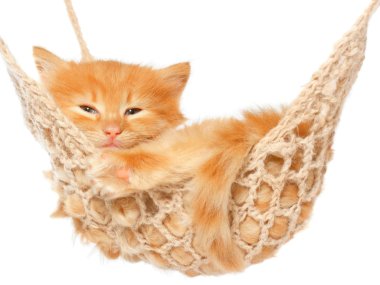 hamak de sevimli kırmızı saçlı kedi