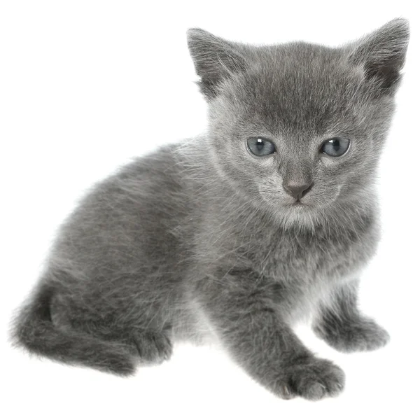 Pieni harmaa oikosulku kissanpentu istuu eristetty — kuvapankkivalokuva