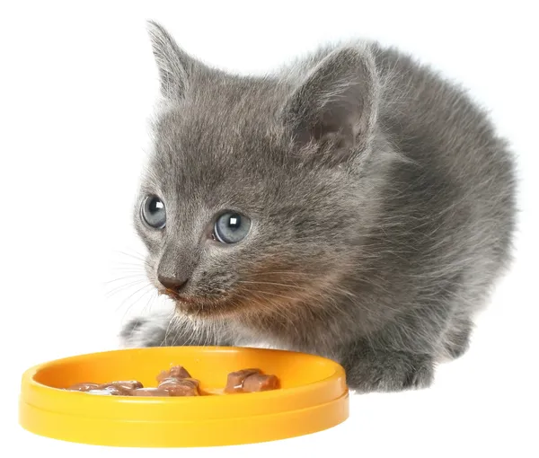 Szürke cica macska étel eszik egy sárga tál. — Stock Fotó