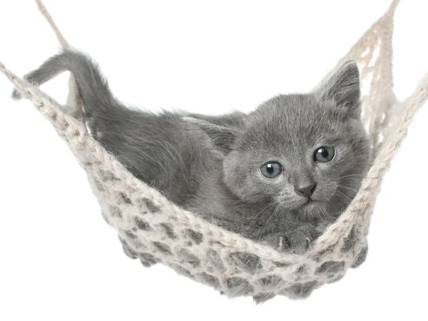 Cute gray kitten lying in hammock — Stock Photo, Image