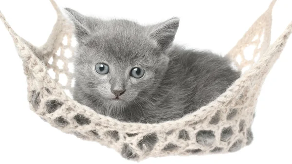 Милый серый котенок лежит в гамаке — стоковое фото
