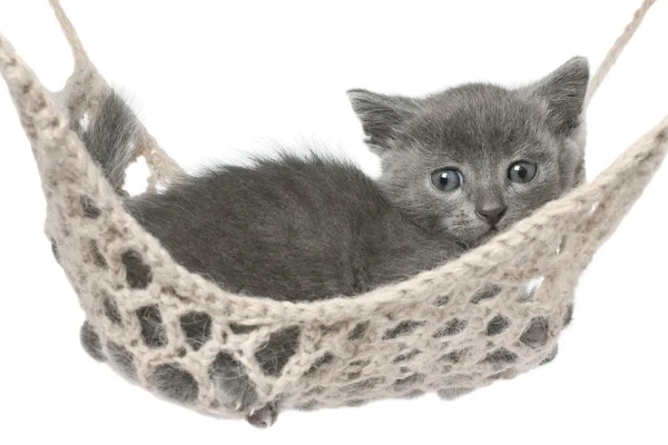 Cute gray kitten lying in hammock. — Stock Photo, Image