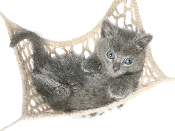 Gatinho cinza bonito deitado na rede vista superior — Fotografia de Stock