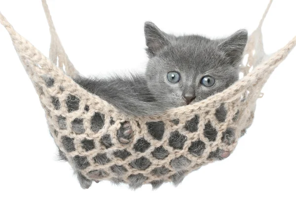 Lindo gatito gris acostado en hamaca — Foto de Stock