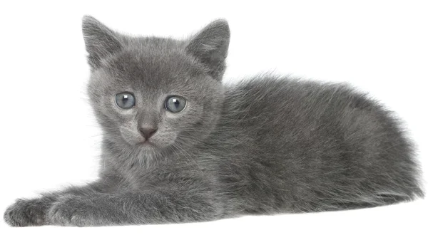 Kleine grijze korthaar kitten vergadering geïsoleerd — Stockfoto