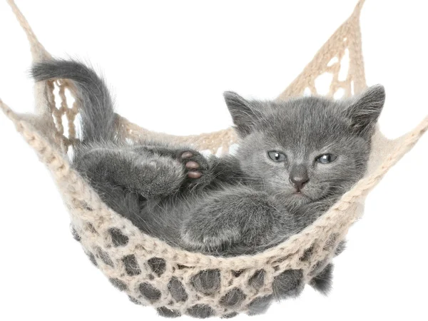Ładny szary kotek kłamliwy w hamaku — Zdjęcie stockowe