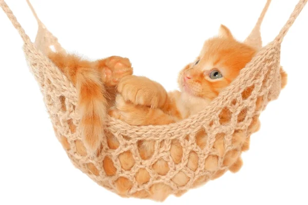 Cute red haired kitten in hammock. — Stock Photo, Image