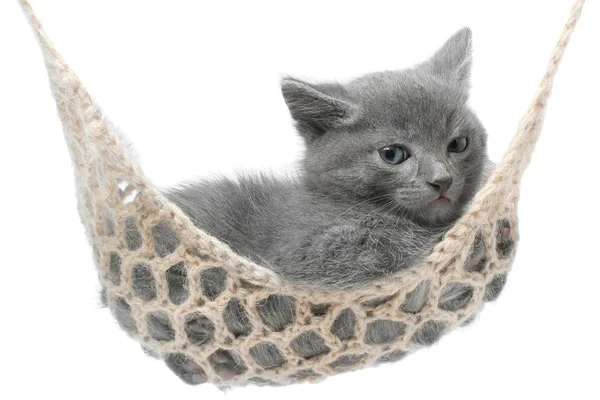 Niedliches graues Kätzchen liegt in Hängematte — Stockfoto