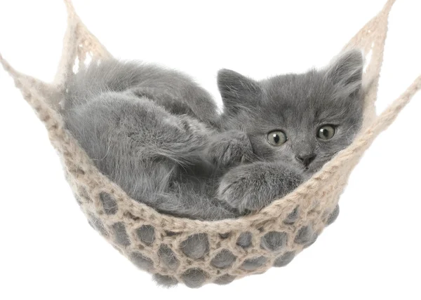 Gatinho cinza bonito deitado na rede — Fotografia de Stock