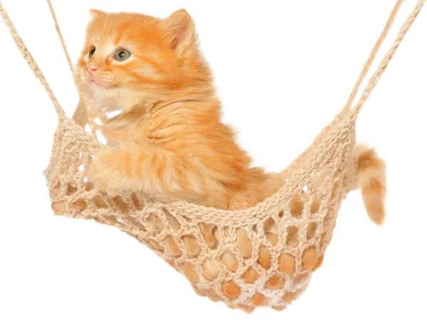 Cute red haired kitten sleeping in hammock — Stock Photo, Image