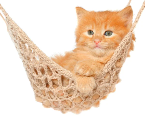 Cute red haired kitten in hammock — Stock Photo, Image