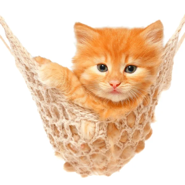 Симпатичный рыжий котенок в гамаке — стоковое фото