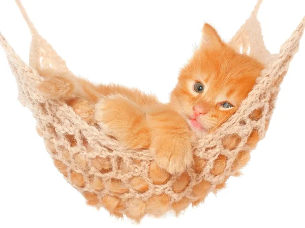 Carino gattino dai capelli rossi che dorme in amaca — Foto Stock