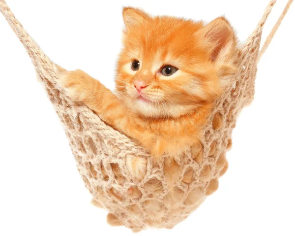 Słodkie czerwone włosy kotek w hamaku — Zdjęcie stockowe