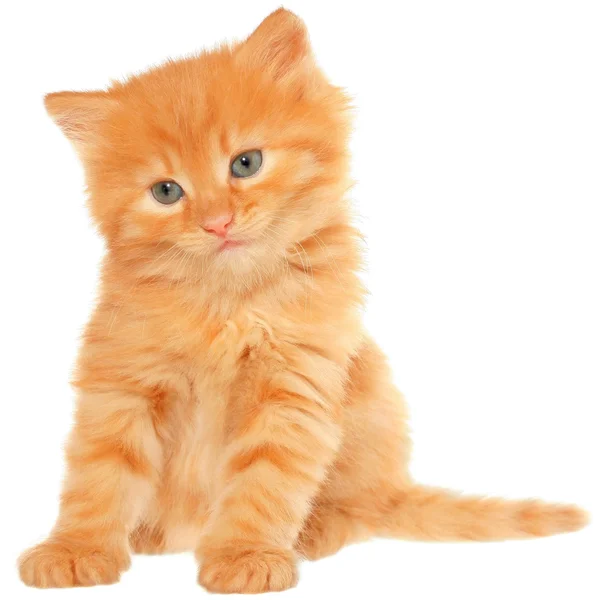 Gatito naranja sentado — Foto de Stock